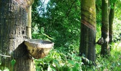 橡膠技術(shù)網(wǎng)：特種橡膠有哪些？