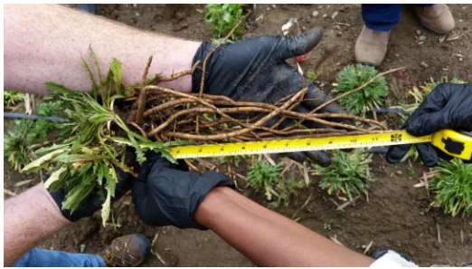 蒲公英橡膠用于美國軍用飛機輪胎 蒲公英橡膠用于美國軍用飛機輪胎