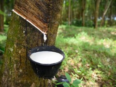 泰國洪災肆虐，12月橡膠產量預計大幅下滑