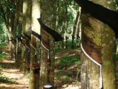 柬埔寨橡膠產(chǎn)業(yè)增長顯著，出口面臨挑戰(zhàn)